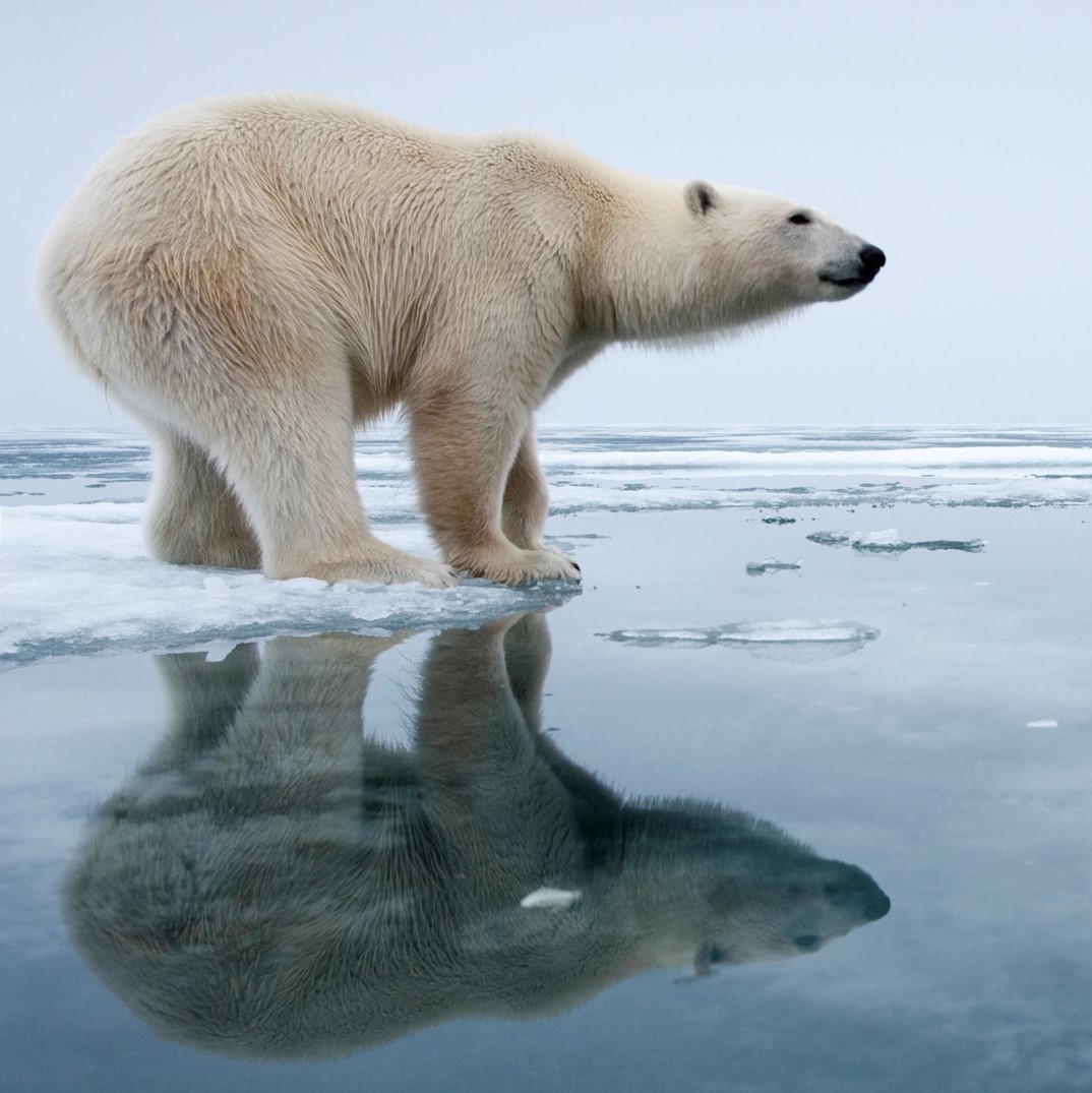 a photo of a polar bear standing on a small piece of ice surrounded by seawater
