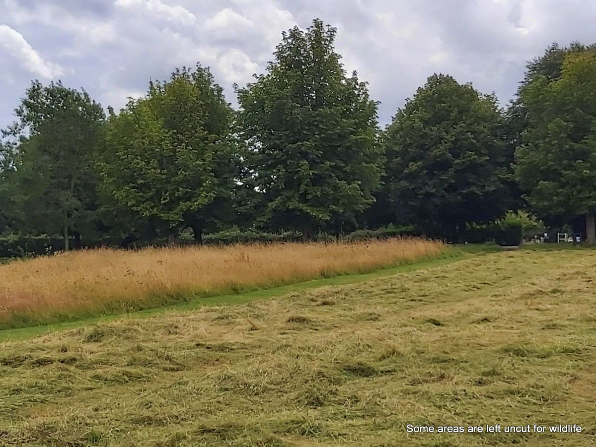 hay making and wildlife areas, Marlborough Common, July 2020