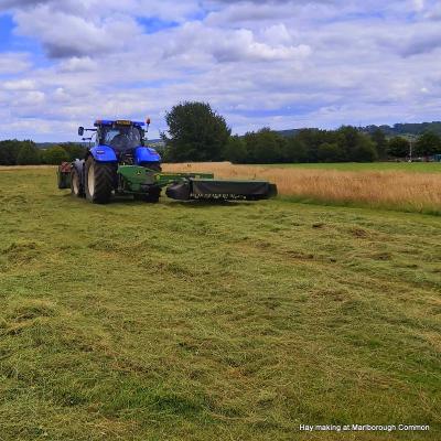 common-mowing-3---Copy