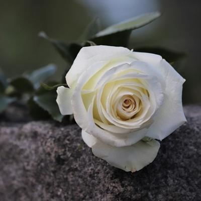 a white rose lying on a stone