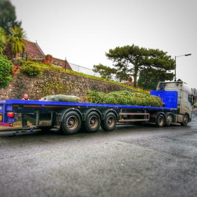 A street scene.  A long, flat bed lorry is parked near some high walls.  On the back is a very large fir tree