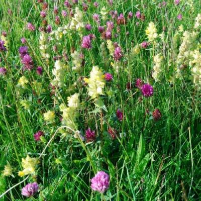 yellow-rattle-and-red-clover