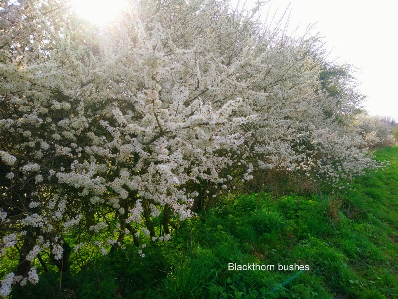 spring-blackthorn