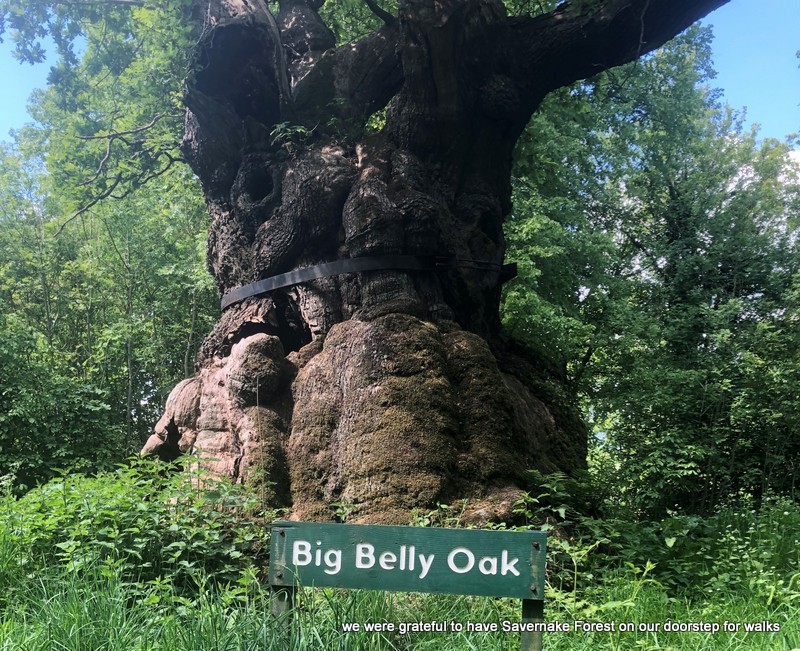 walk-big-belly-oak