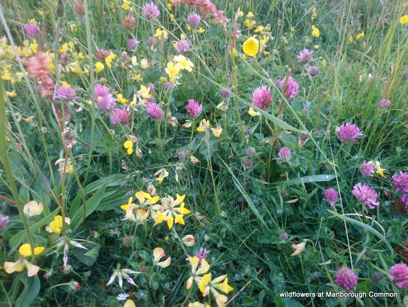 wildflowers-the-common