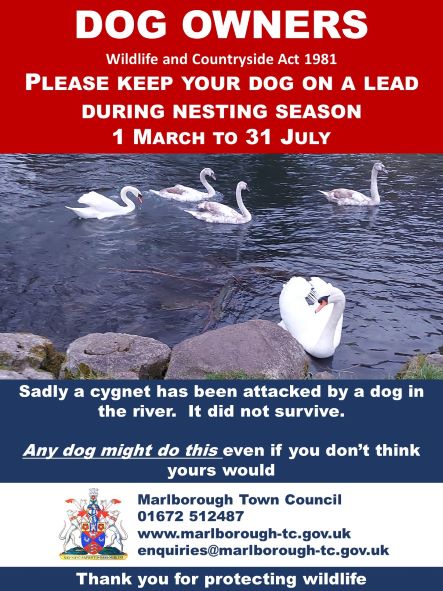 A poster with photograph of swans and text summarising this article