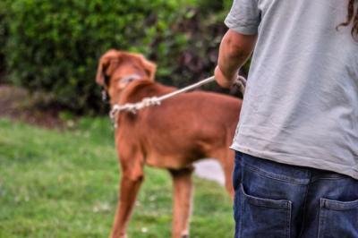 dog-on-lead-child-44570161920