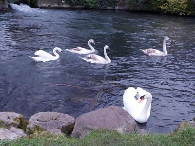 A photo of Swans and Cygnets on open water.  One large white bird is on the water's edge in the foreground.  Another with three grey/white birds swim behind it.