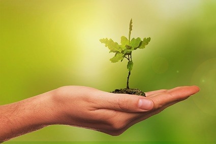 a hand holding an oak sapling