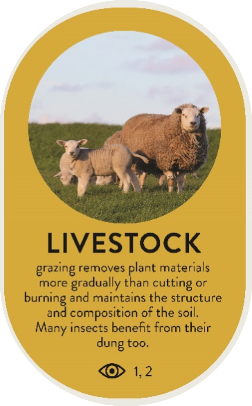 livestock