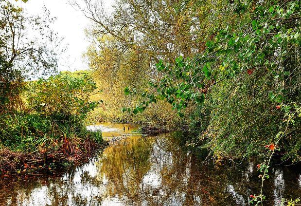 a river in autumn, surrounded by trees