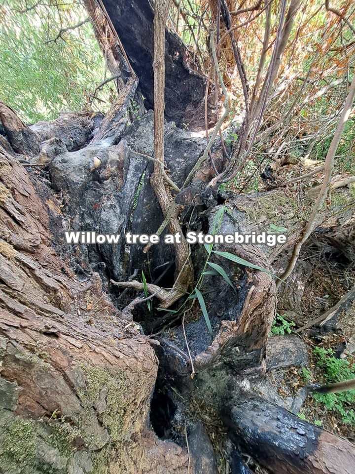 willow tree