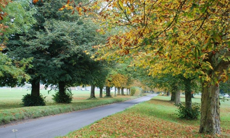 frees avenue in autumn