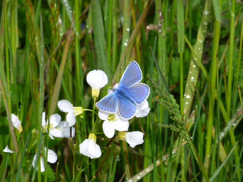 ARK - Common blue butterfly in the wild flower meadow area